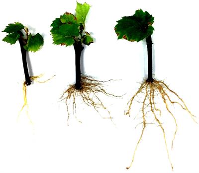 Genetic analysis of grapevine <mark class="highlighted">root system architecture</mark> and loci associated gene networks